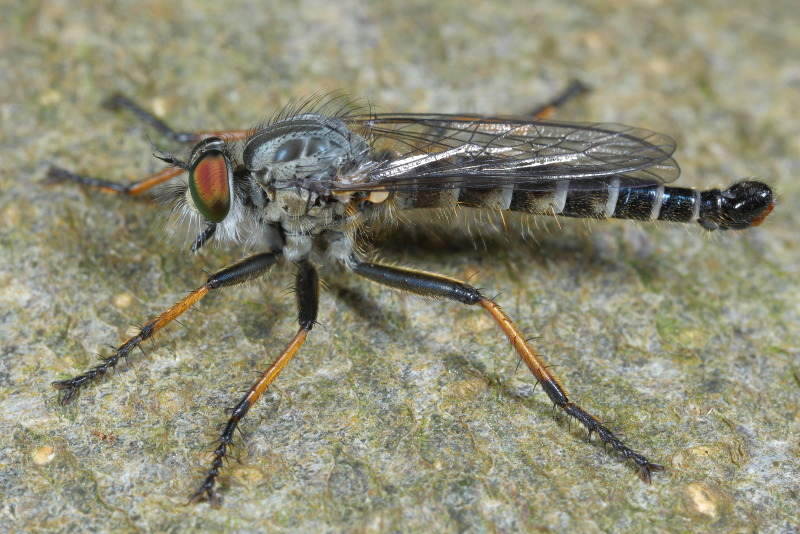 Bosrandroofvlieg, Neoitamus cyanurus