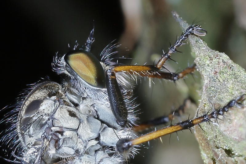 Neoitamus socius