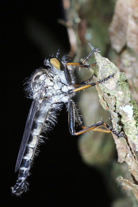 Zuidelijke bosrandroofvlieg, Neoitamus socius