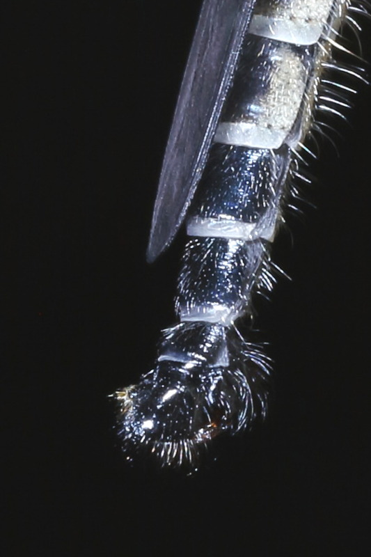 Zuidelijke bosrandroofvlieg, Neoitamus socius