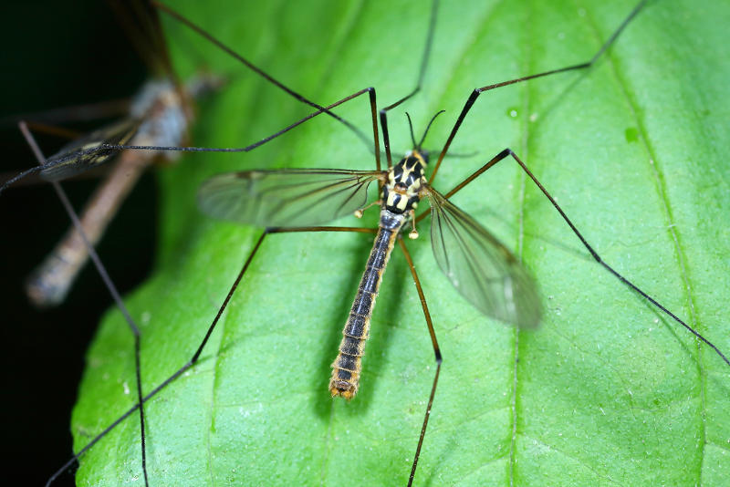 cranefly