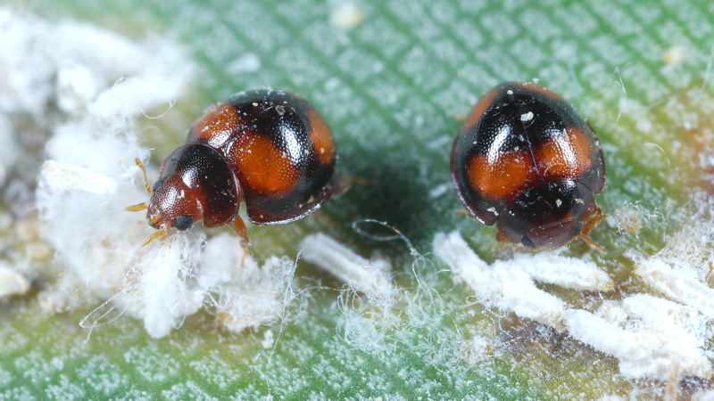 Viervlekkapoentje, Nephus quadrimaculatus