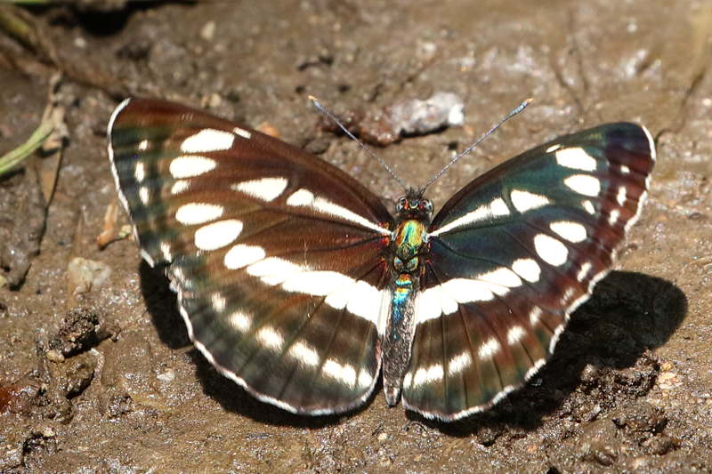 Lathyruszwever, Neptis sappho (BG)