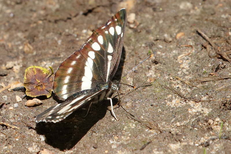 Lathyruszwever, Neptis sappho (BG)