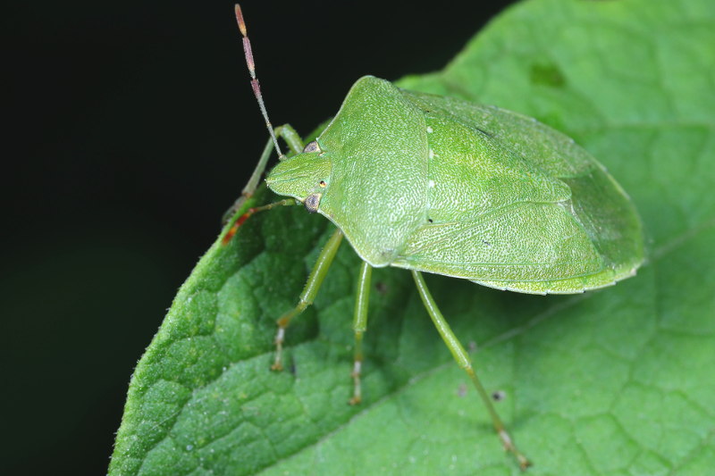 Nezara viridula, Zuidelijke groene schildwants
