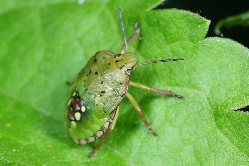 Nezara viridula, Zuidelijke groene schildwants, juveniel