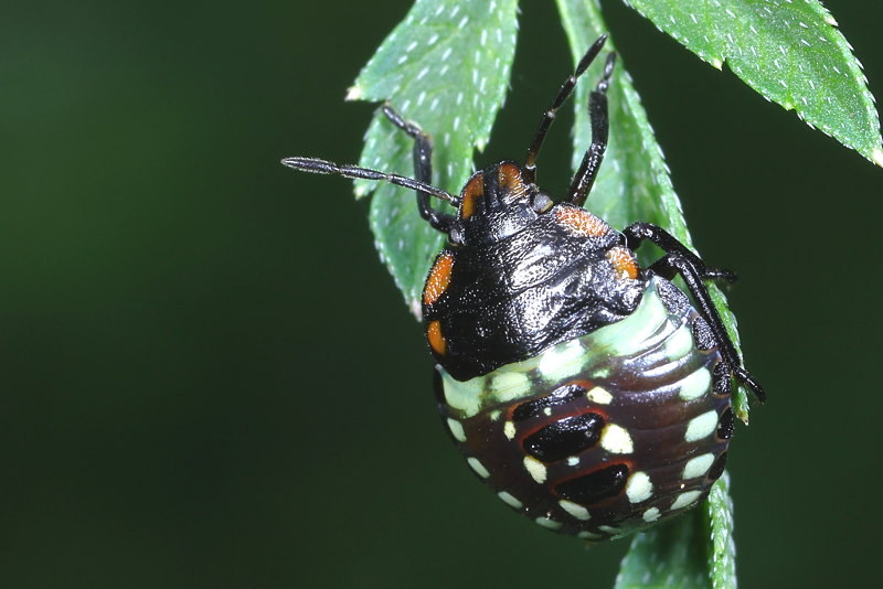 Nezara viridula, Zuidelijke groene schildwants, juveniel
