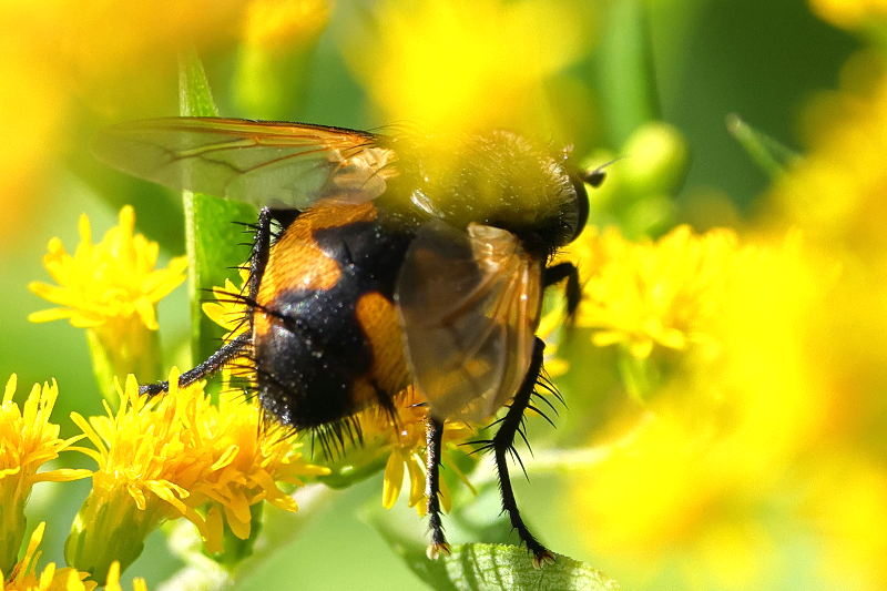 Nowickia ferox, &female;