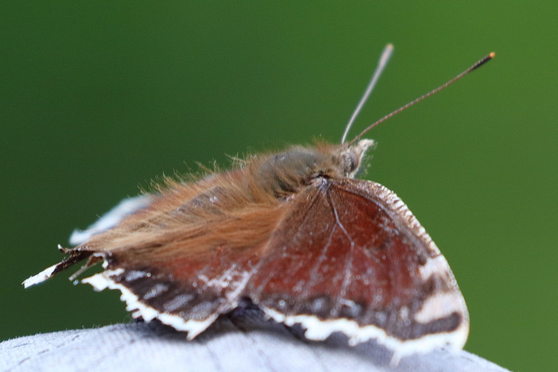 Rouwmantel, Nymphalis antiopa (BG)