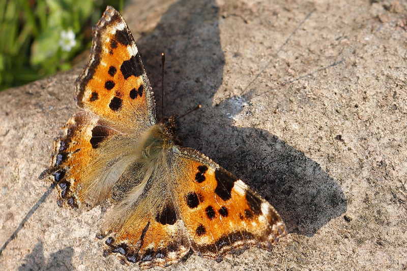 Grote vos, Nymphalis polychloros (NL)