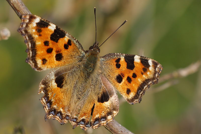 Grote vos, Nymphalis polychloros (NL)