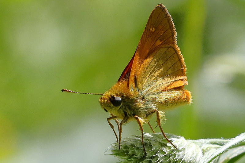 Groot dikkopje, Ochlodes sylvanus (FR)