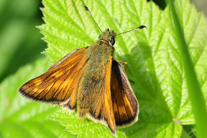 Groot dikkopje, Ochlodes sylvanus (NL)