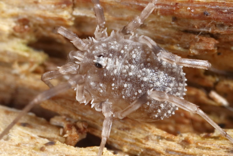 Odiellus lendli, juvenile