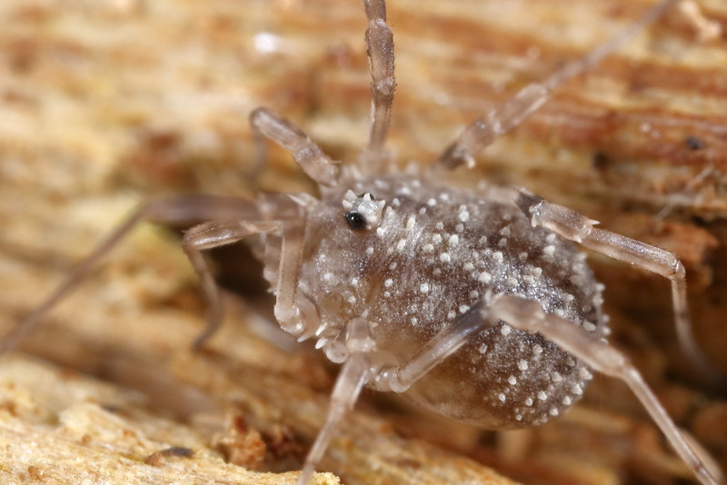 Odiellus lendli, juvenile