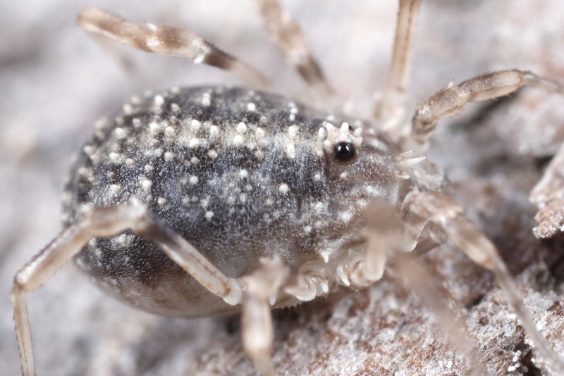 Odiellus lendli, juvenile