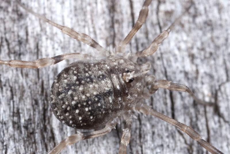 Odiellus lendli, juvenile