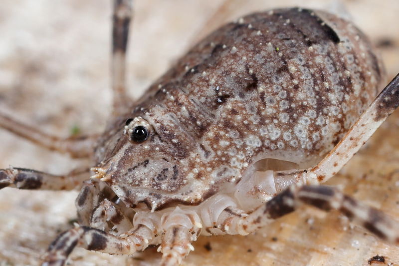 Odiellus spinosus