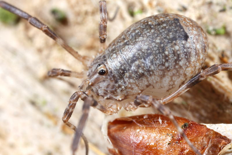 Odiellus spinosus, juvenile