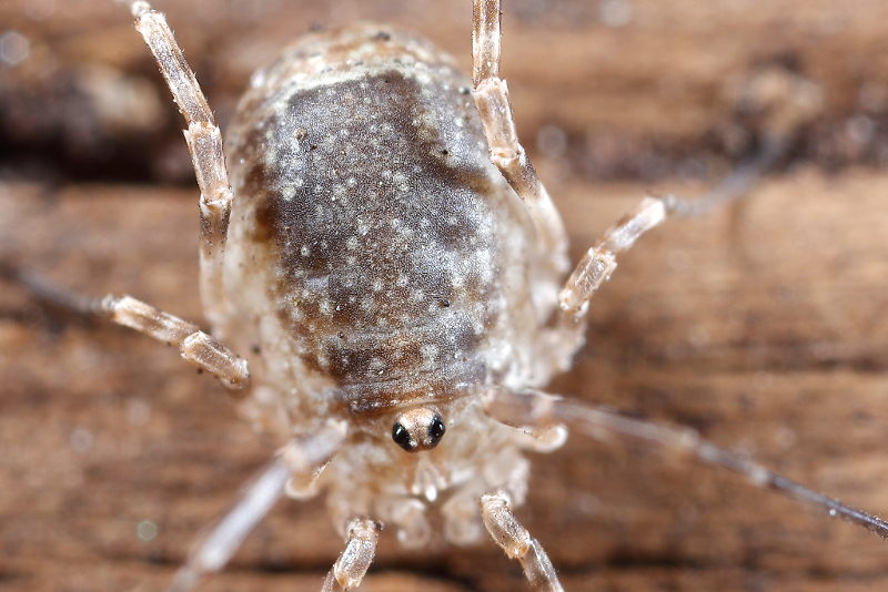 Odiellus spinosus, juvenile 2.7 mm