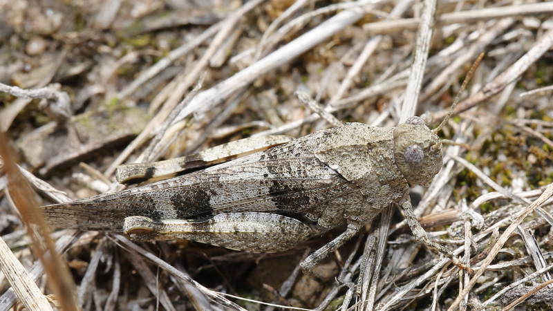 Blauwvleugelsprinkhaan, Oedipoda caerulescens ♀