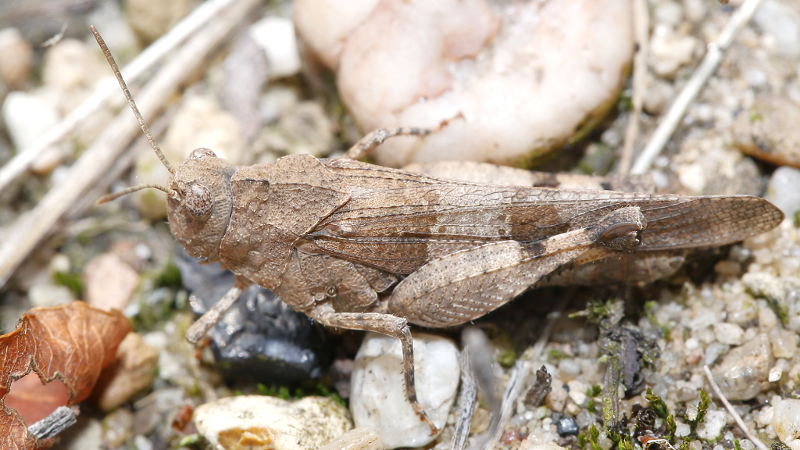 Blauwvleugelsprinkhaan, Oedipoda caerulescens ♀