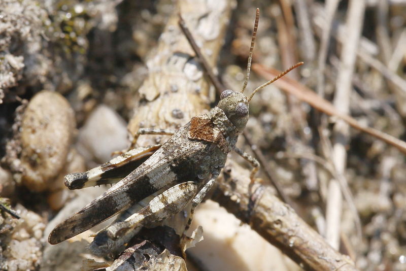 Blauwvleugelsprinkhaan, Oedipoda caerulescens ♂