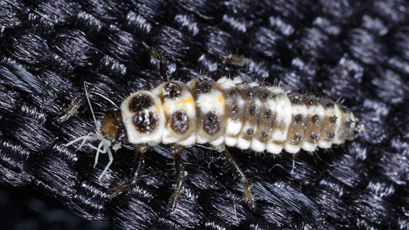 Vloeivleklieveheersbeestje, Oenopia conglobata, larve