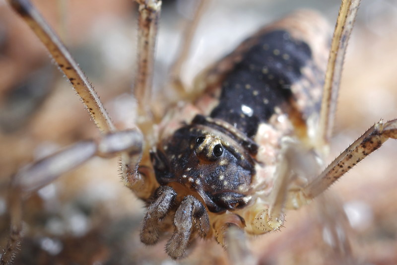 Oligolophus tridens ♂