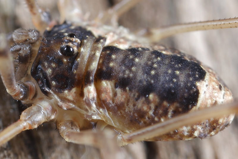 Oligolophus tridens ♂