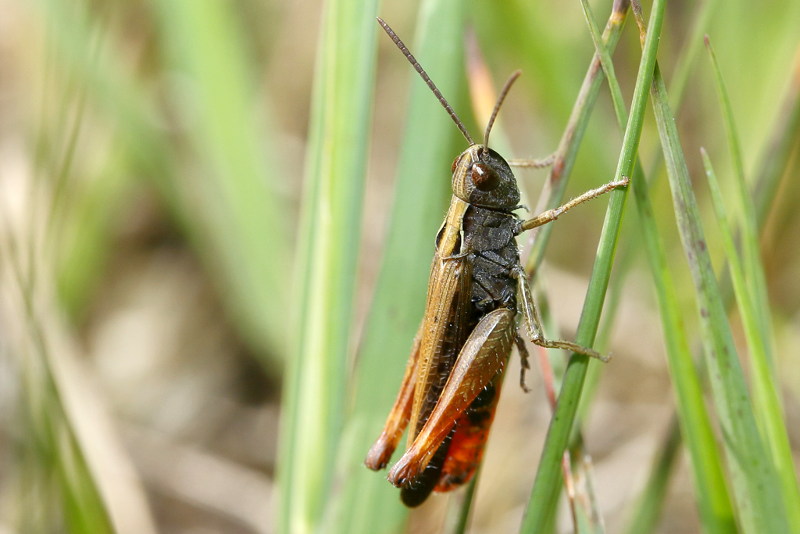 Zwart Wekkertje, Omocestus rufipes ♂