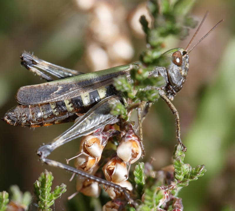 Zwart Wekkertje, Omocestus rufipes ♀