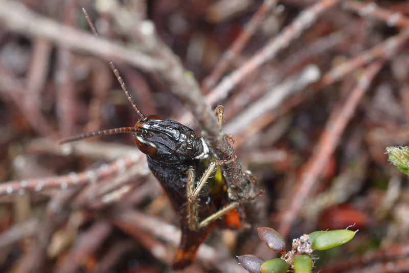 Zwart Wekkertje, Omocestus rufipes ♂