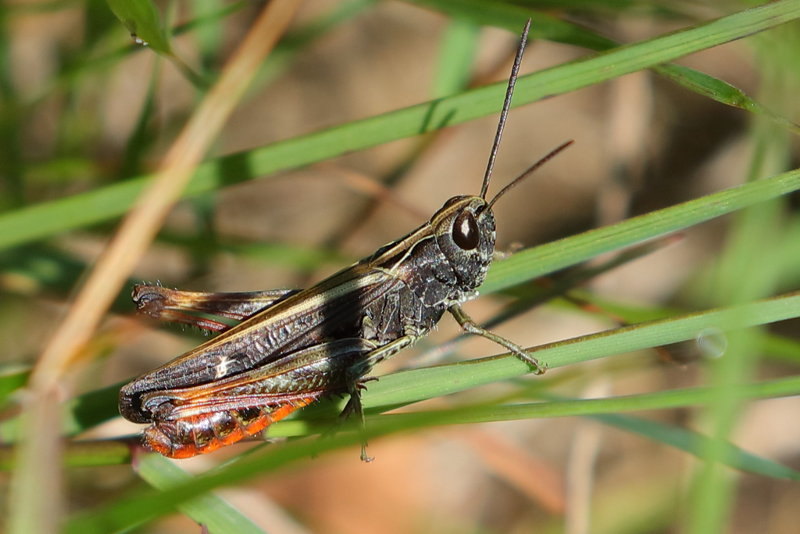 Zwart Wekkertje, Omocestus rufipes ♂