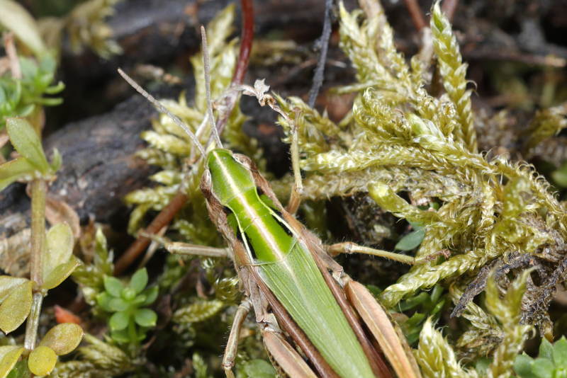 Wekkertje, Omocestus viridulus ♀