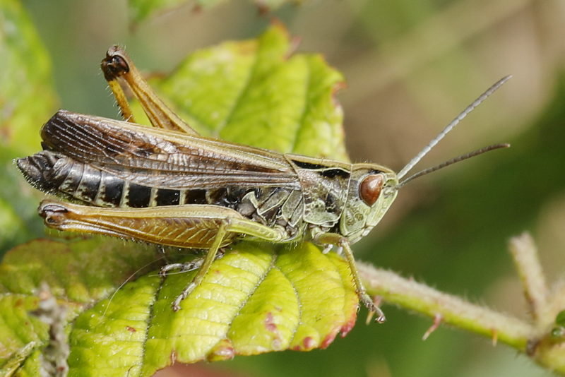 Wekkertje, Omocestus viridulus ♂