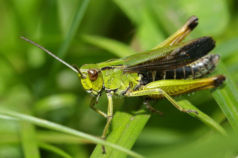 Wekkertje, Omocestus viridulus ♂