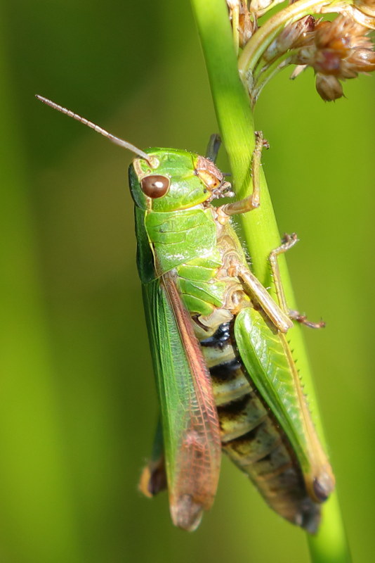 Wekkertje, Omocestus viridulus ♀