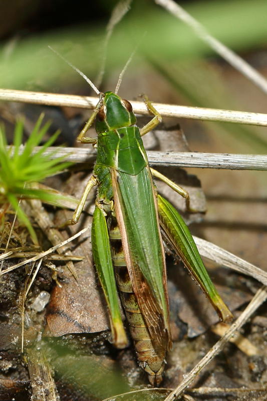 Wekkertje, Omocestus viridulus ♀