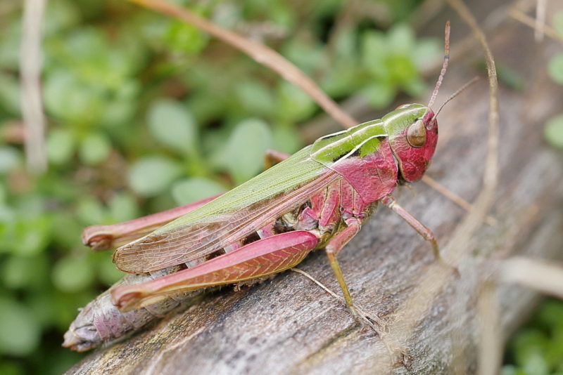 Wekkertje, Omocestus viridulus ♀