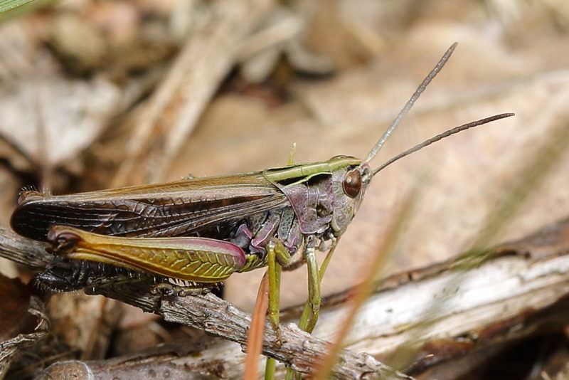 Wekkertje, Omocestus viridulus ♂
