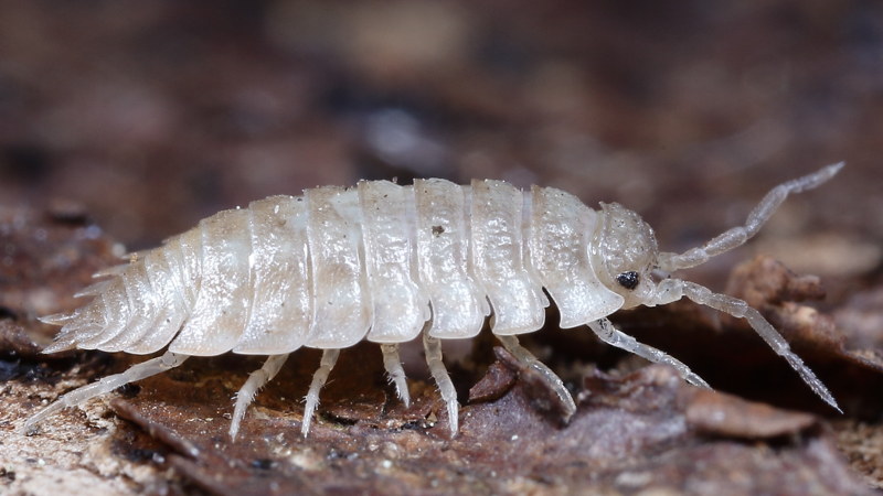 Common Shiny Woodlouse, Oniscus asellus white
