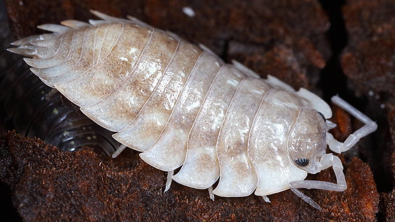 Common Shiny Woodlouse, Oniscus asellus white