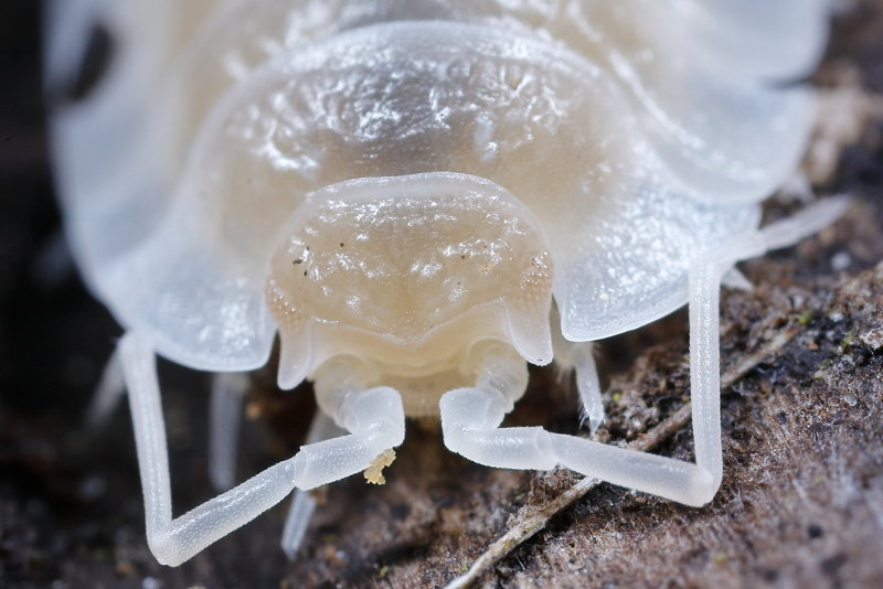 Common Shiny Woodlouse, Oniscus asellus albino