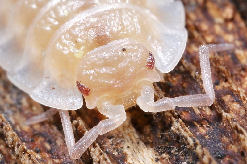Common Shiny Woodlouse, Oniscus asellus albino