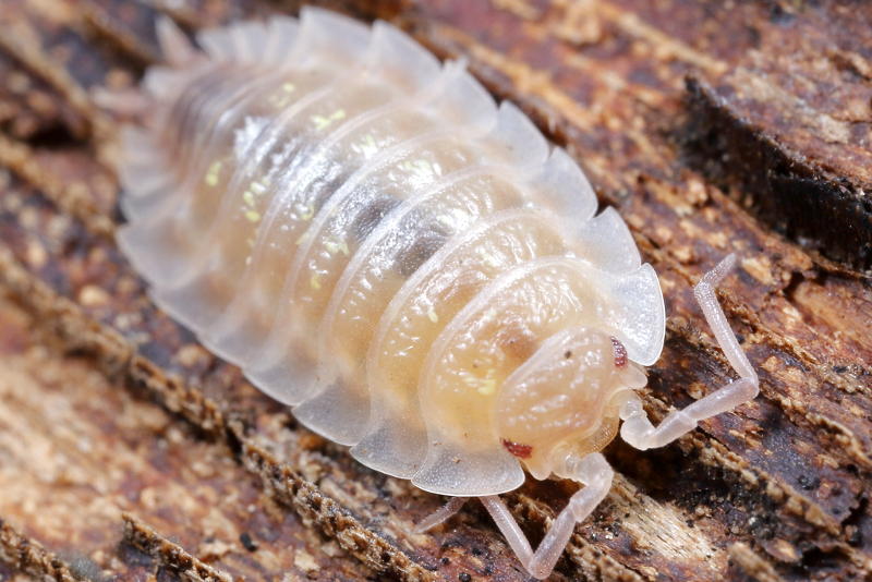 Common Shiny Woodlouse, Oniscus asellus albino