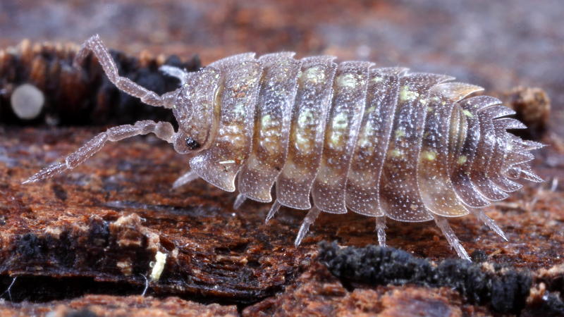Common Shiny Woodlouse, Oniscus asellus juveniel
