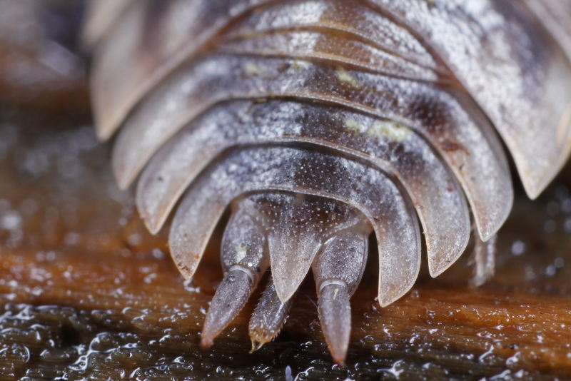 Common Shiny Woodlouse, Oniscus asellus