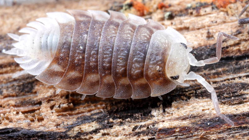 Common Shiny Woodlouse, Oniscus asellus, multicoloured