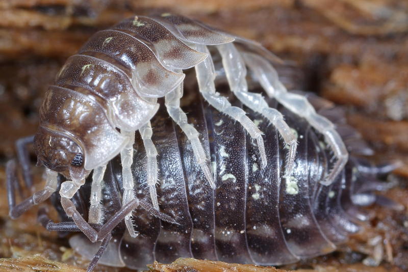 Common Woodlouse, mating